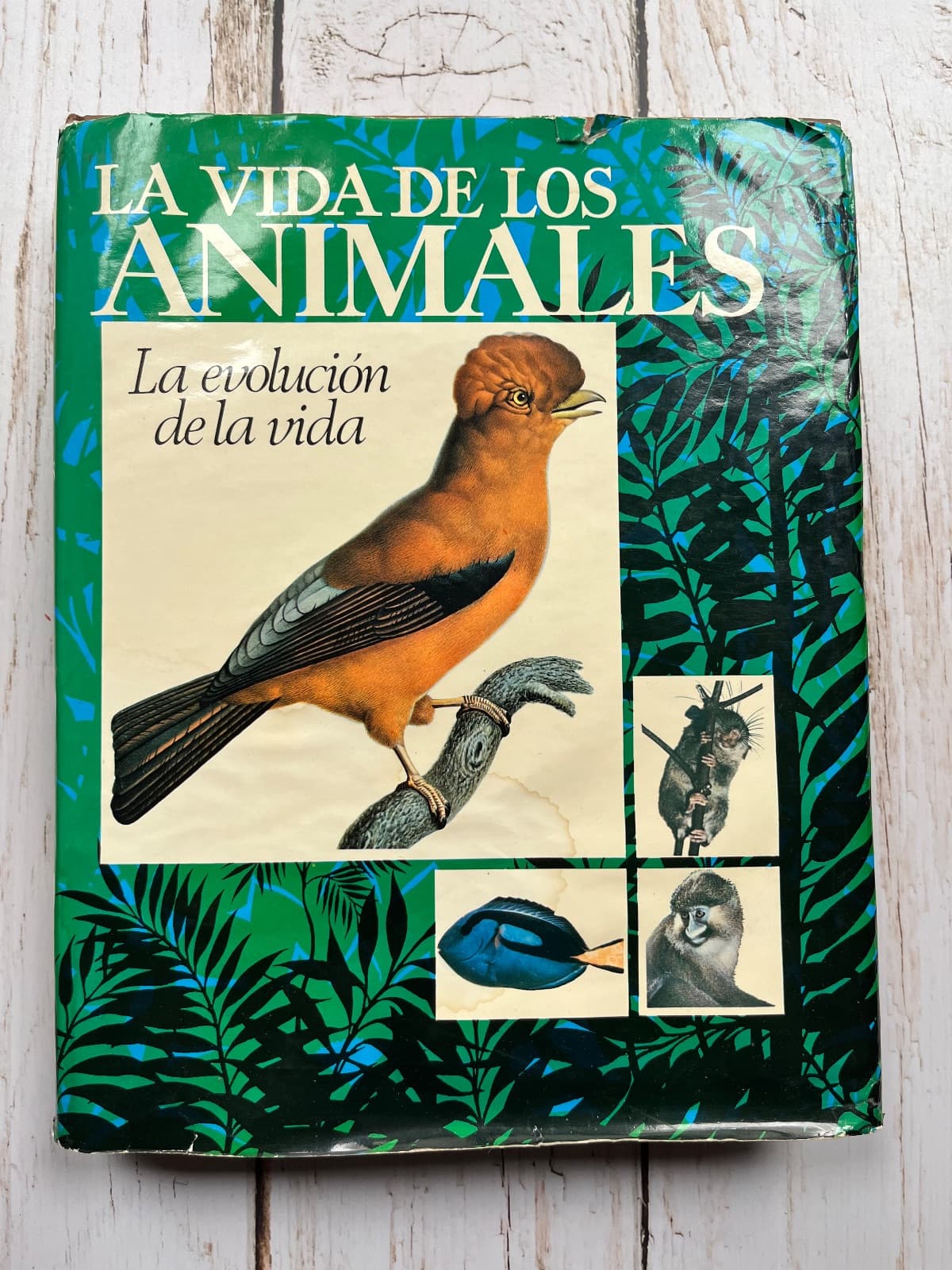 LA VIDA DE LOS ANIMALES: LA EVOLUCIÓN DE LA VIDA