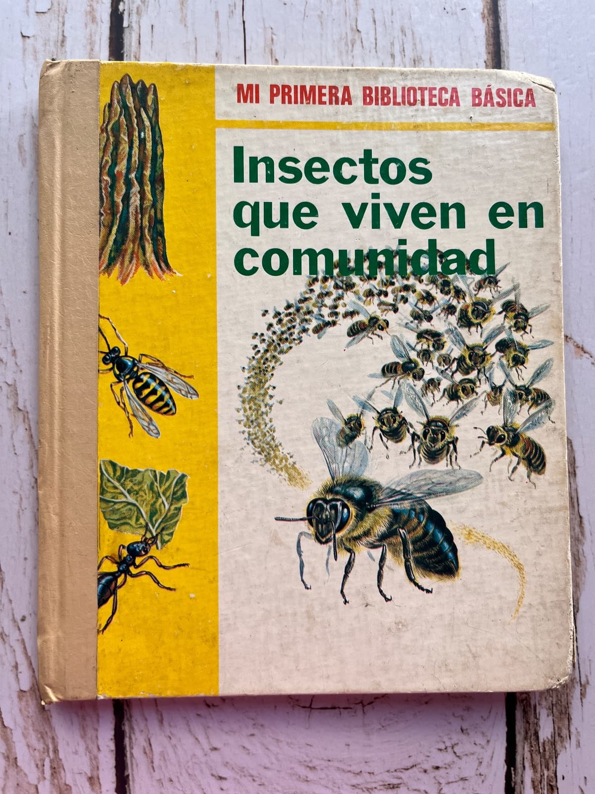 Insectos que viven en comunidad