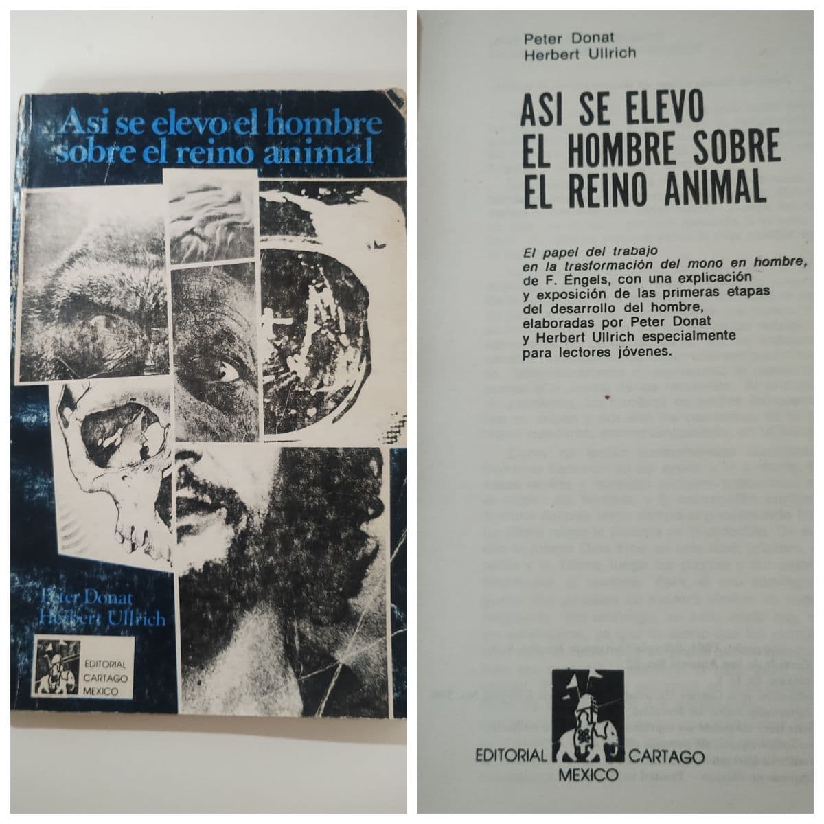Así se elevó el hombre sobre el reino animal. Antropología